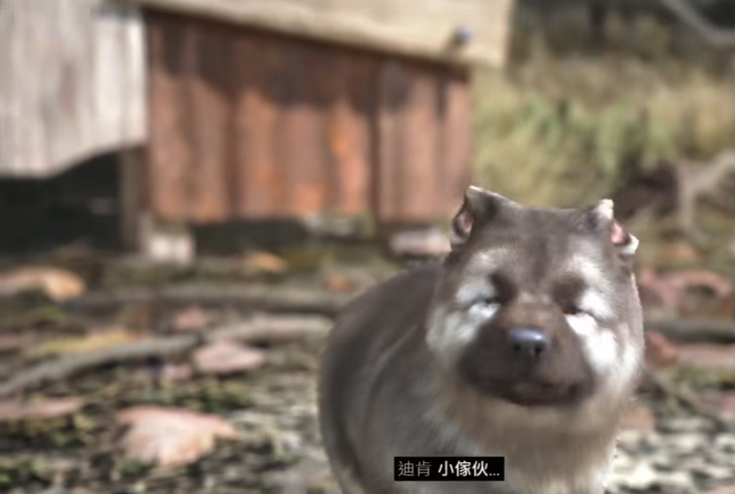 往日不再捕捉小狗任务怎么过